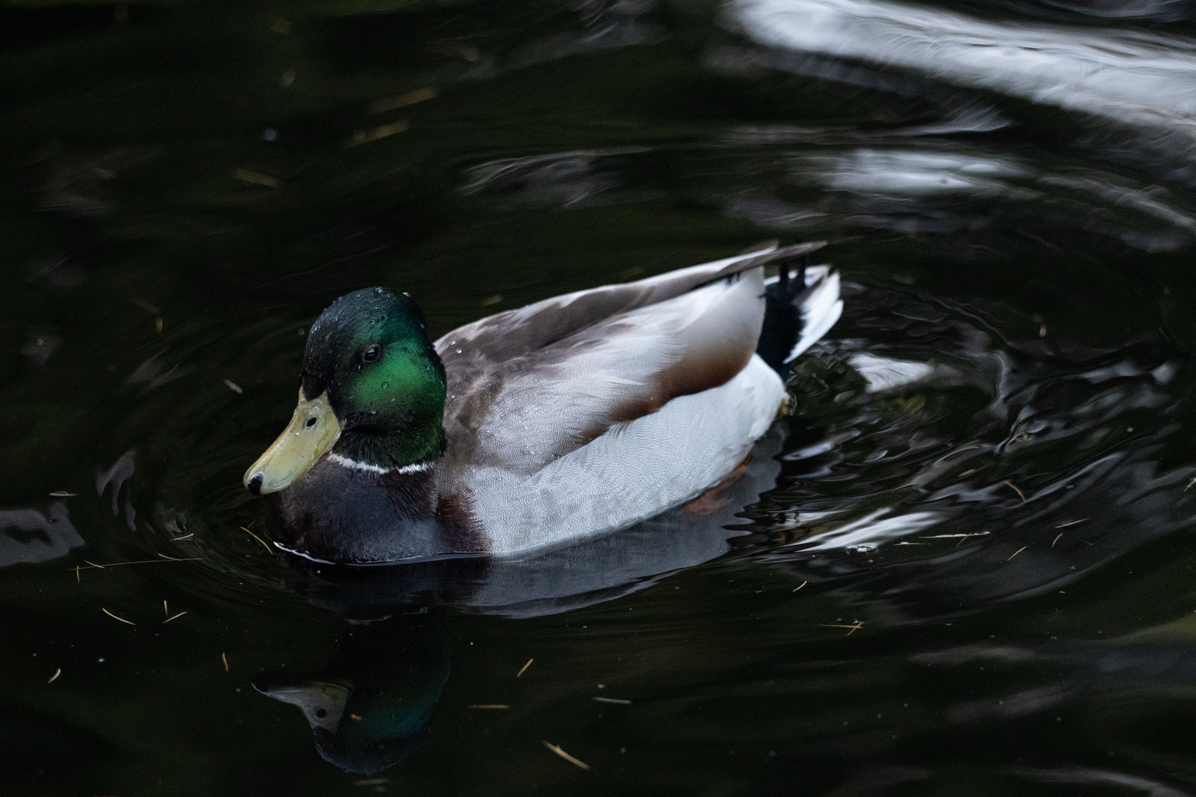 Mallard drake swimming in dark water