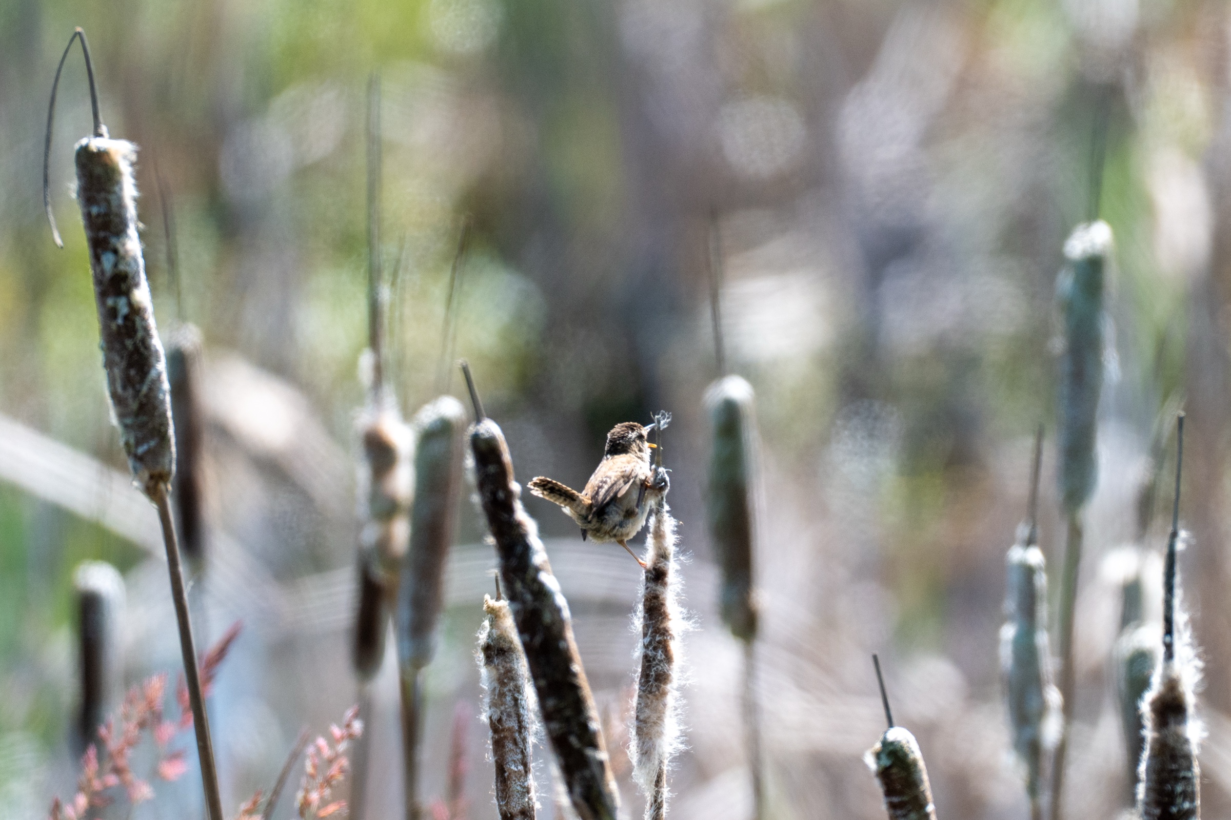 Song sparrow perched on a cattail