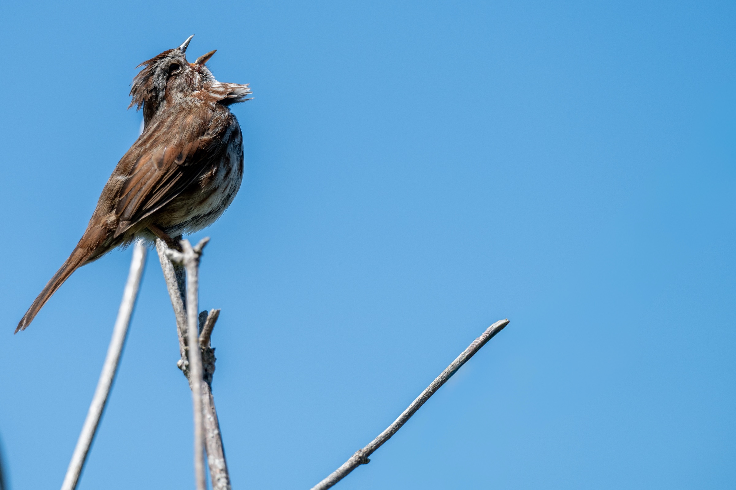 Song sparrow singing from a bare branch against blue sky