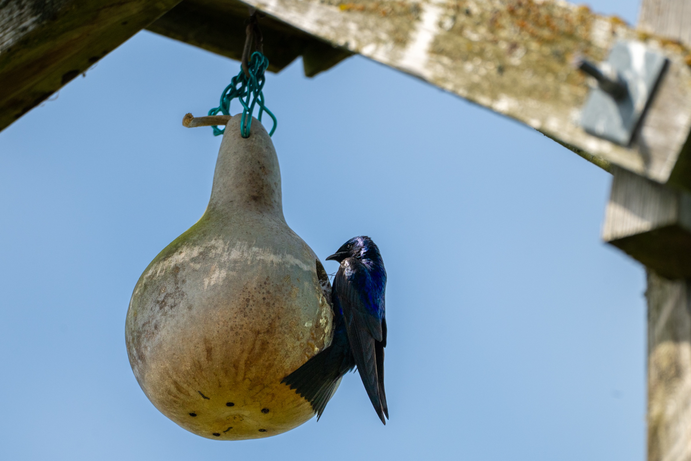Tree swallow perched at the entrance of a gourd nest box